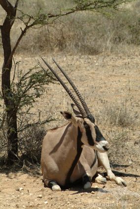 Viento Bottom - Tanzania – Honubelle